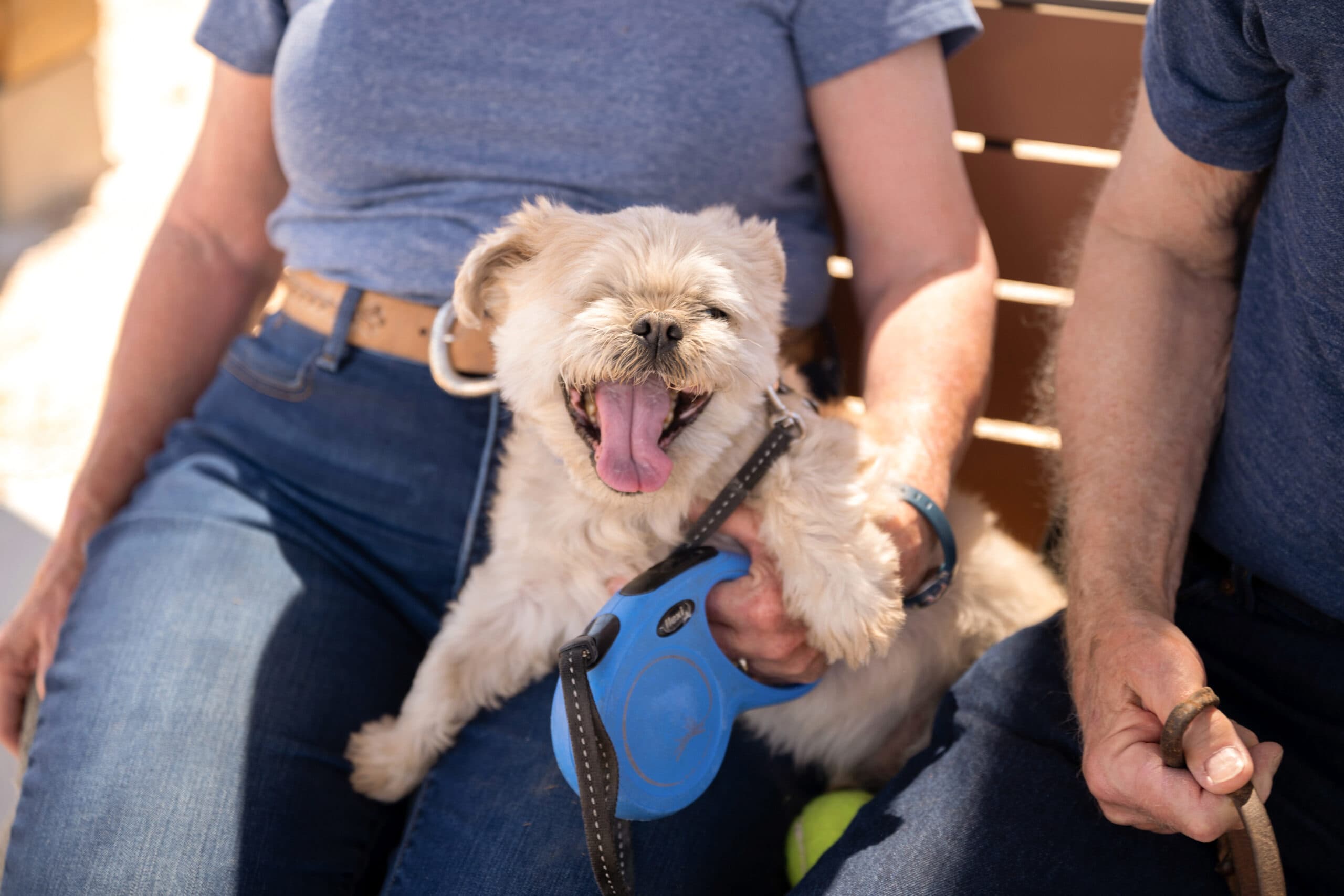 A small fluffy dog yawning while sitting on a person's lap on an outdoor bench.